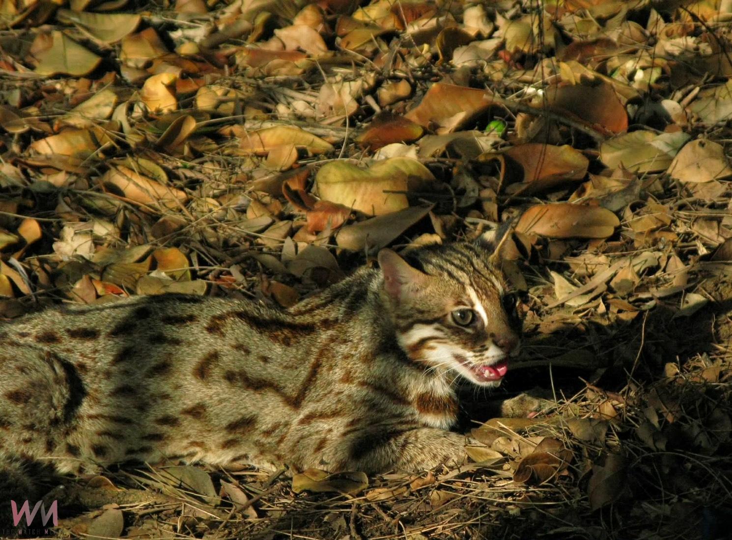 國土生態保育有成 石虎再現阿里山 - https://www.watchmedia01.com