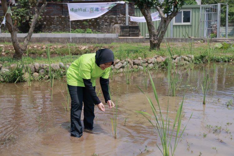 《圖說》水梯田不僅是農業生產場域,更成為市民親近土地、感受農村魅力的自然教室。〈農業局提供〉